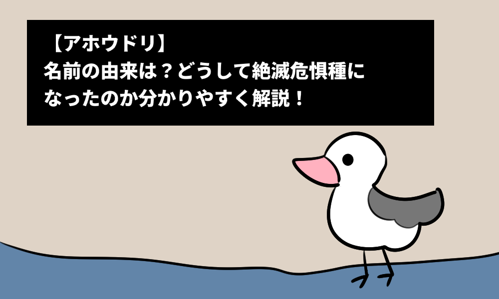 【アホウドリ】名前の由来は？どうして絶滅危惧種になったのか分かりやすく解説！