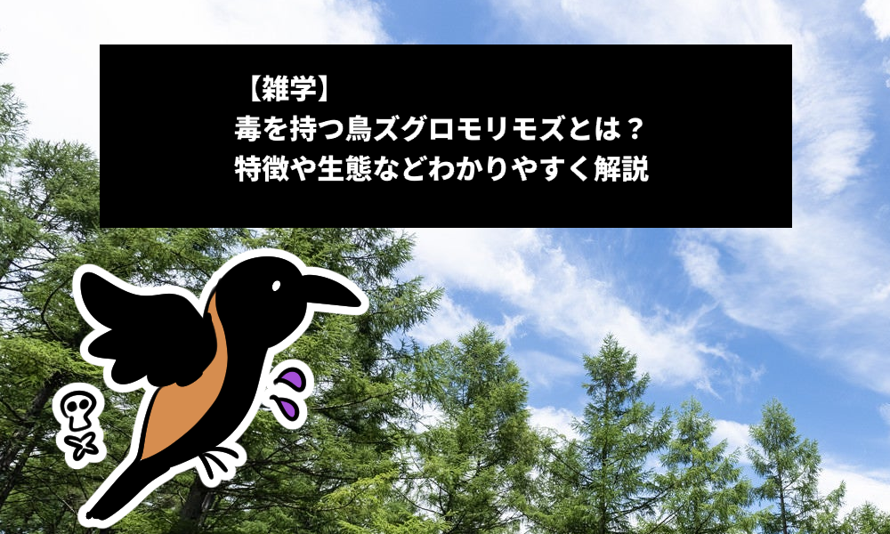 【雑学】毒を持つ鳥ズグロモリモズとは？特徴や生態などわかりやすく解説