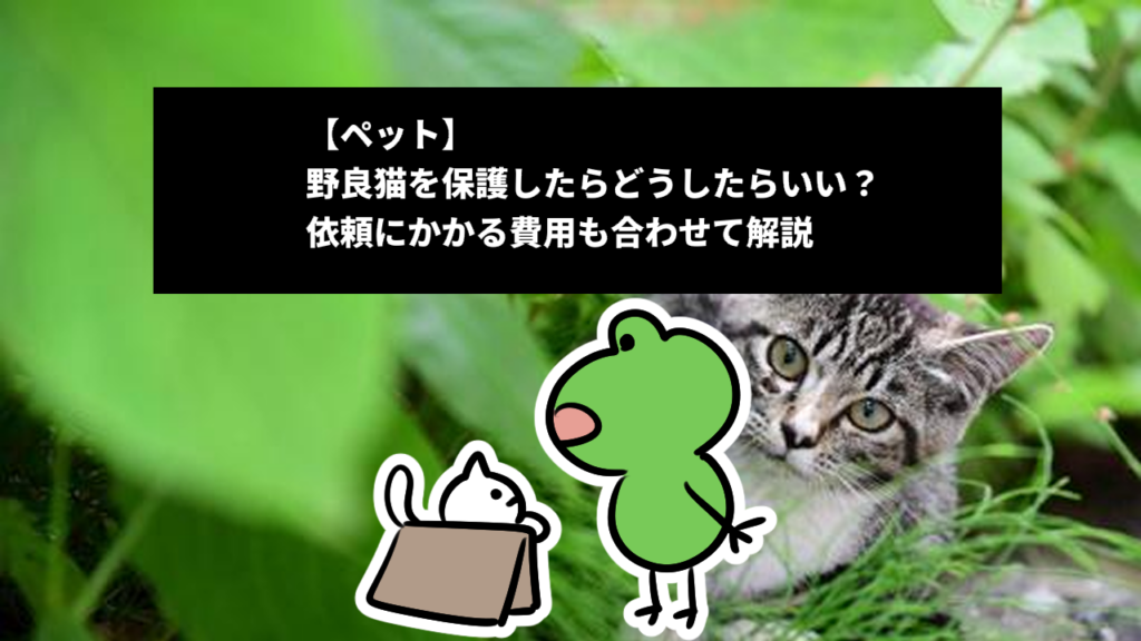 【ペット】野良猫を保護したらどうしたらいい？依頼にかかる費用も合わせて解説